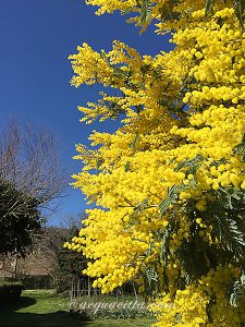 イタリアの旅4・歌手と占い師の意外な共通点