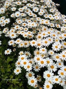 乙女冥王星世代vs.蠍冥王星世代