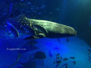 土サインと水サインがわかりあうには