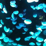 ゆるゆるだらだら〜射手×魚〜