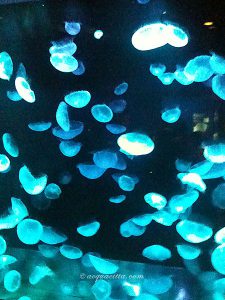 ゆるゆるだらだら〜射手×魚〜