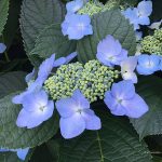 最近の星の動き☆イライラ注意報発令中