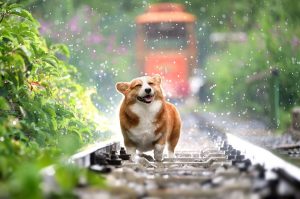 コツコツできる星