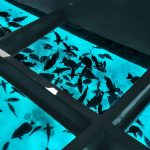 静かな水に浮くガラス底ボート