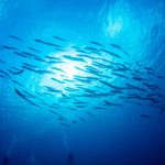 ネイタル月にトランシット海王星が来たときを振り返る